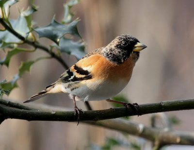 Bergfink/Brambling