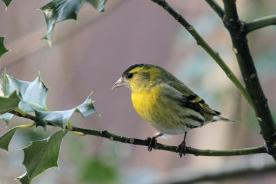 Erlenzeisig / (Eurasian) Siskin