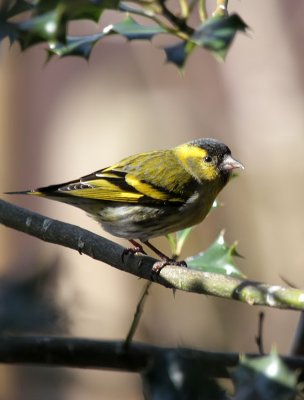 Erlenzeisig / (Eurasian) Siskin