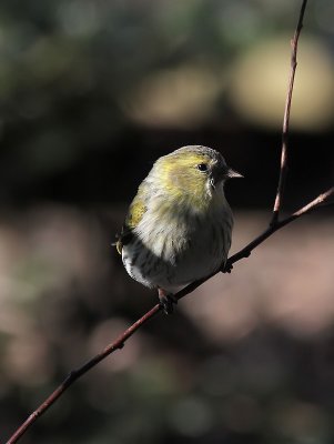 Erlenzeisig / (Eurasian) Siskin