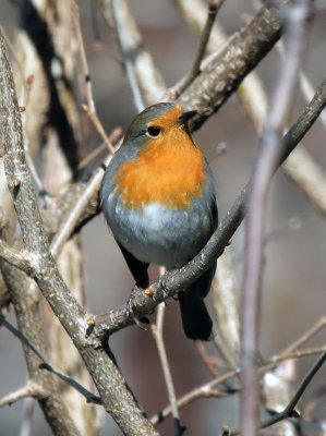 Rotkehlchen / Robin