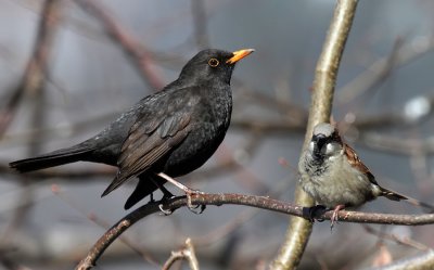 Amsel / Common Blackbird and Haussperling/ House Sparrow