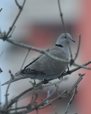 Trkentaube / Eurasian Collared Dove