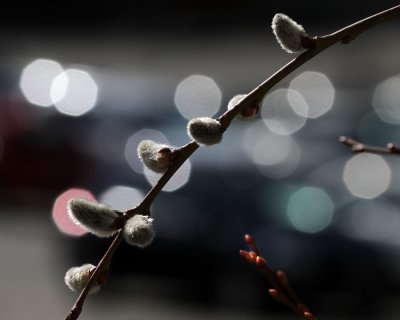  Willow Catkin