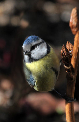 Blaumeise / Blue Tit