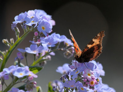 Kleiner Fuchs /  small tortoiseshell  on  forget-me-not