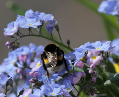 Hummel /  bumblebee