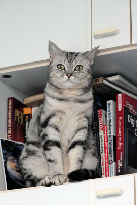 Lucy on the bookshelf