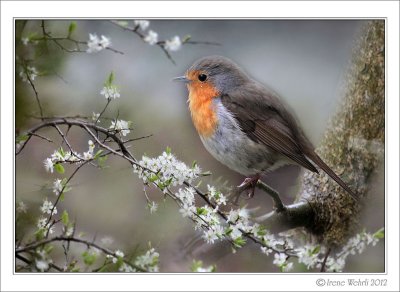 Rotkehlchen / Robin