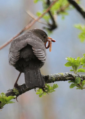 Amsel / Common Blackbird