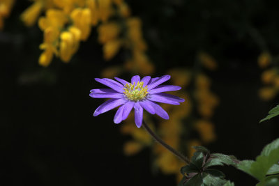 On my Balcony