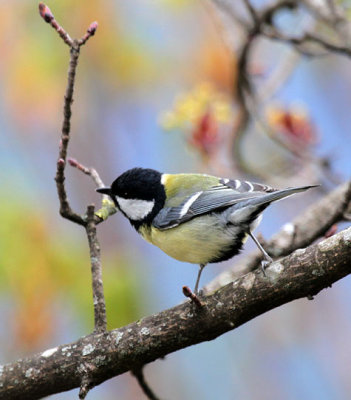 Kohlmeise / Great Tit