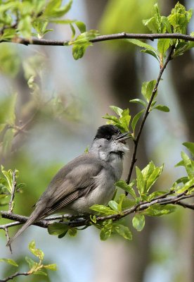 Mnchsgrasmcke/ Eurasian Blackcap