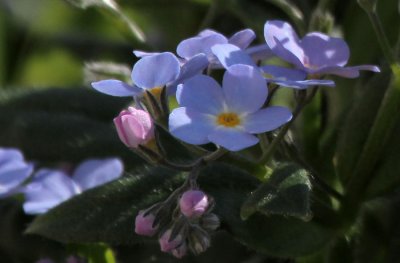 Forget-Me-Not
