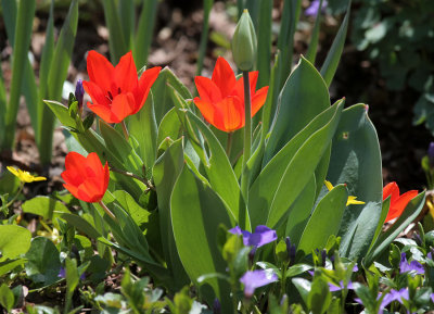 Tulips