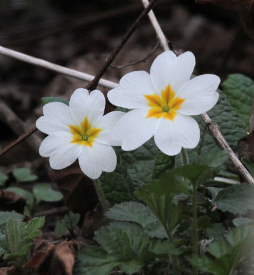 Primroses