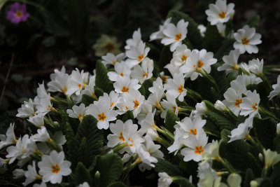 Primroses
