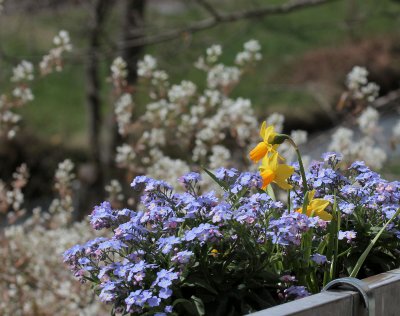 Forget-Me-Not