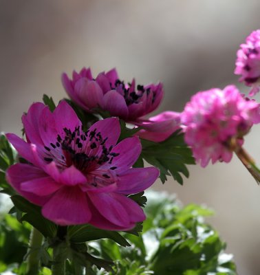 Anemone