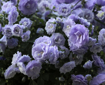 Bellflowers