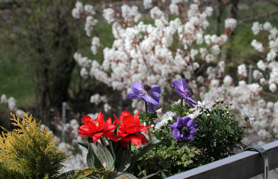 Anemonen and tulips