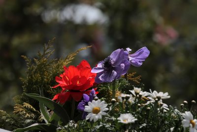 Anemonen