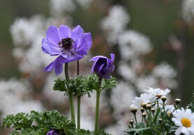 Anemonen
