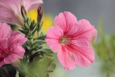 Petunia