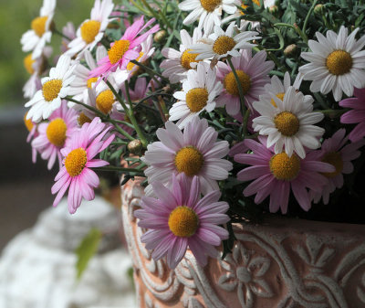 Daisies