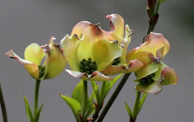 Blumenhartriegel /  flowering dogwood