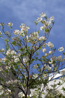 Blumenhartriegel /  flowering dogwood