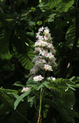 Kastanienblte / chestnut flower