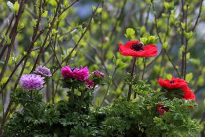 Anemonen