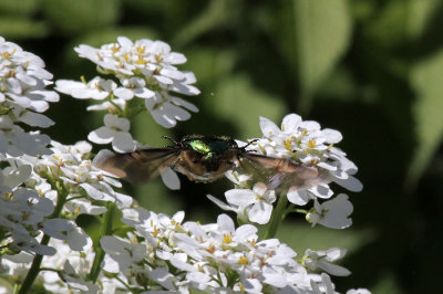 Rosenkfer / green rose chafer