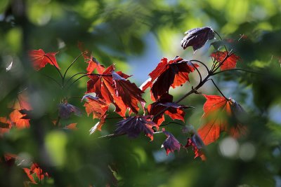 Roter Ahorn / red acer