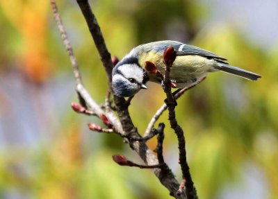 Blaumeise / Blue Tit