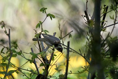 Mnchsgrasmcke/ Eurasian Blackcap