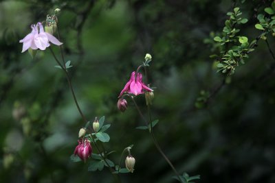 Akelei / Columbine