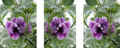 Petunia