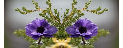 Anemone