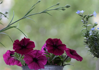 Petunia