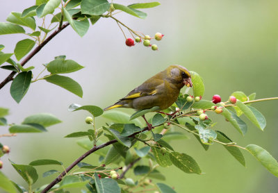  Grnfink / European Greenfinch