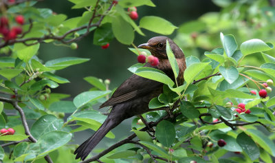 Amsel / Common Blackbird