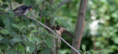 Rauchschwalben / Barn Swallows