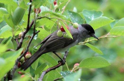 Mnchsgrasmcke/ Eurasian Blackcap
