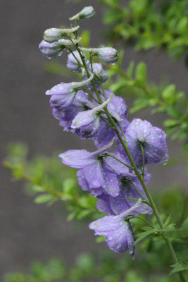 Rittersporn/Delphinium