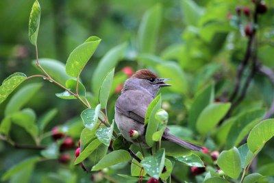 Mnchsgrasmcke/ Eurasian Blackcap