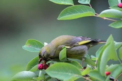  Grnfink / European Greenfinch