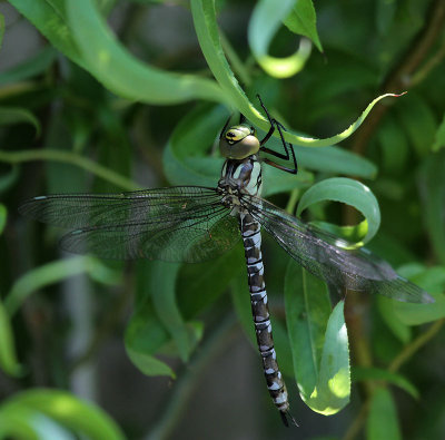 Libelle / Dragonfly