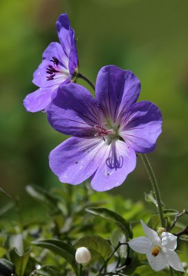 Storchenschnabel /  Cranesbill